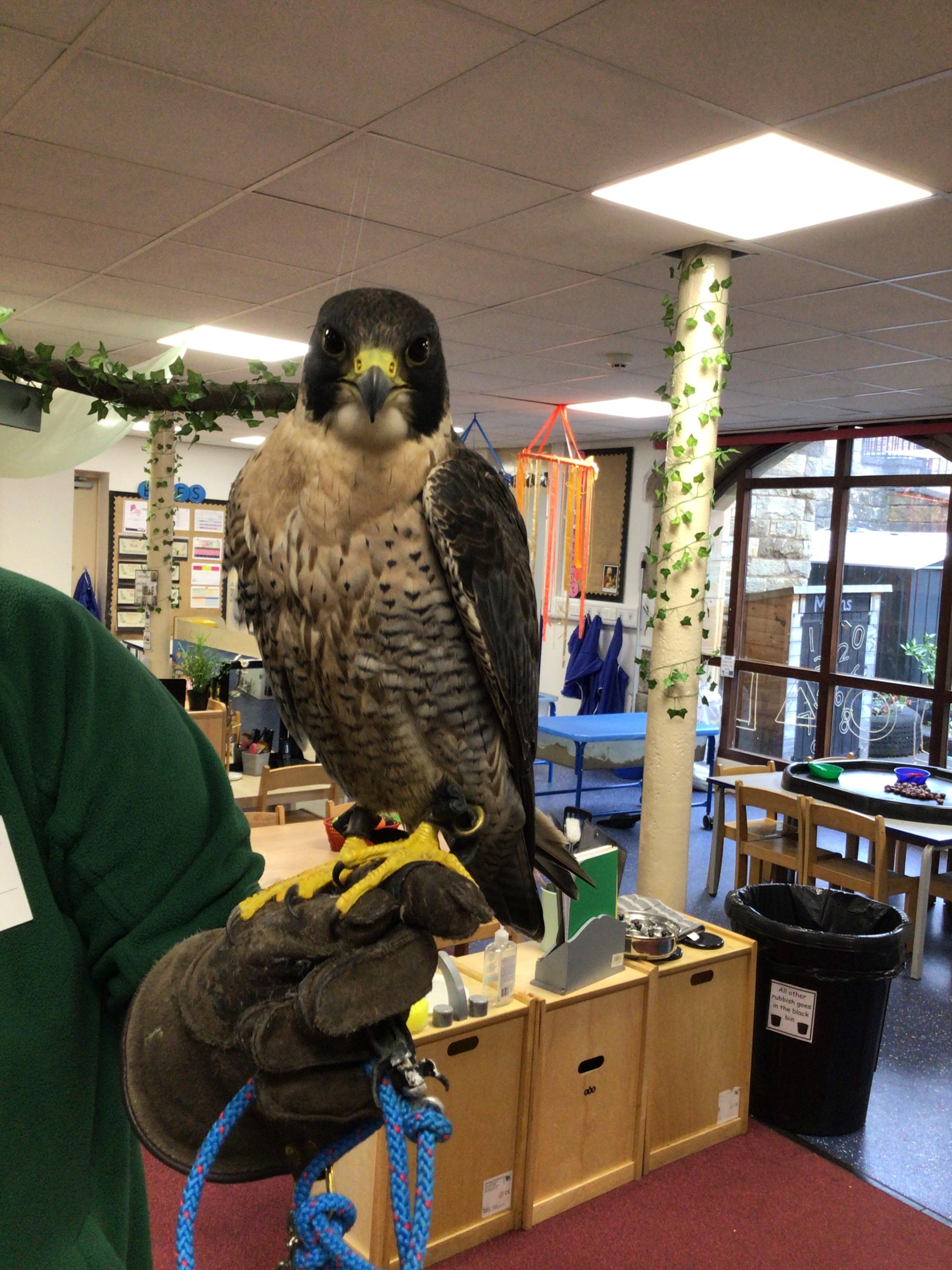 Eric, Peregrine Falcon
